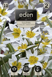 Tulipan botaniczny Turkestanica 5/6 10szt   kapers   