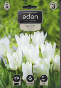 Tulipan fostera Purissima kapers 3szt     
