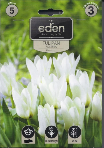 tulipan biały Purissima
