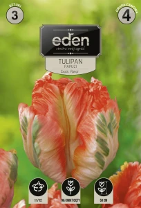 Tulipan papuzi Exotic Parrot 11/12  3szt kapers    