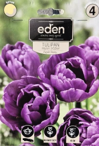 Tulipan pełny późny Purple Peony 11/12 kapers 3szt  