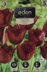 Tulipan strzępiasty Lablador 11/12 3szt kapers  