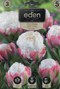 Tulipan pełny Ice Cream 11/12 3szt   kapers           