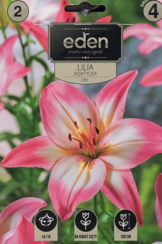 lilia azjatycka Levi