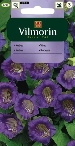 Kobea pnąca fioletowa (Cobaea scandens) 0,5g nasion