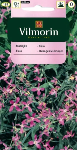 Maciejka (Matthiola bicornis) 4g nasion