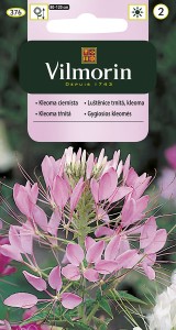 Kleome ciernista 1g  mix (Cleome spinosa) nasiona  