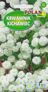 Krwawnik Kichawiec 0,1g (Achillea ptarmica) nasiona