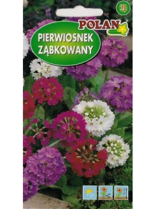 Pierwiosnek ząbkowany 0,1g (Primula denticulata) nasiona