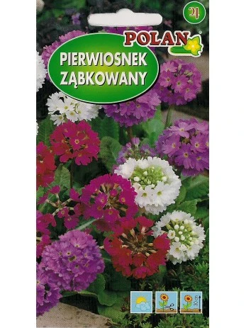 pierwiosnek-zabkowany-zestaw-kolorow.jpg