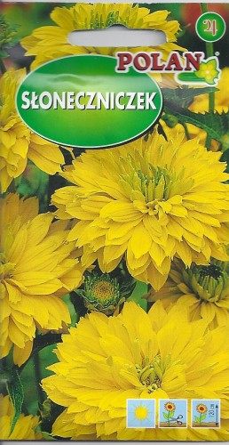 słoneczniczek szorstki Polan.jpg