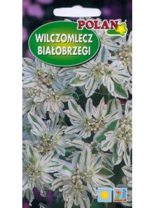 Wilczomlecz białobrzegi  (tatrzański śnieg) 1g Euphorbia marginata (nasiona)