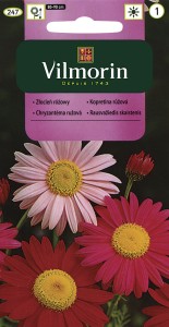 Złocień różowy mix 0,5g (Chrysanthemum coccineum) nasiona