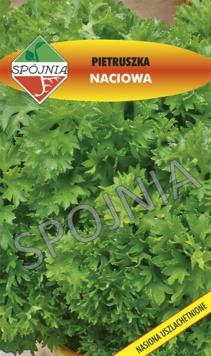 pietruszka naciowa Moss Curled 2 Spójnia.jpg