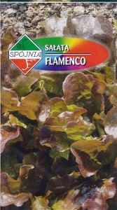 Sałata liściowa Flamenco 0,5g nasiona 