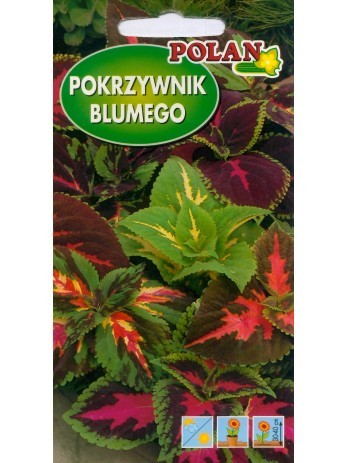 pokrzywnik-blumego-zestaw-kolorow.jpg