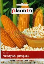 kukurydza na popcorn Jantar.jpg