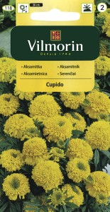 Aksamitka wzniesiona niska pełna Cupido 0,5g nasiona (Tagetes erecta nana)   