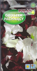 Groszek pachnący Night & Day 2g ( Lathyrus odoratus) nasiona 