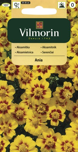 vilmorin zdjęcia 005.jpg