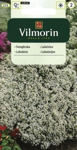 Smagliczka nadmorska biała Schneeteppich/Snowclotch1g (Lobularia maritima procumbens) nasiona 