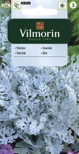 Starzec,Mrozy 0,3g (Cineraria maritima) nasiona 