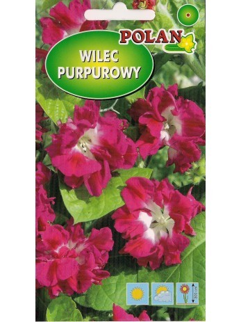 wilec-purpurowy-reffles.jpg