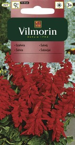 Szałwia błyszcząca czerwona niska (Salvia splendens) 0,5g nasiona