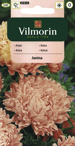 aster peoniowy Janina Vilmorin.jpg