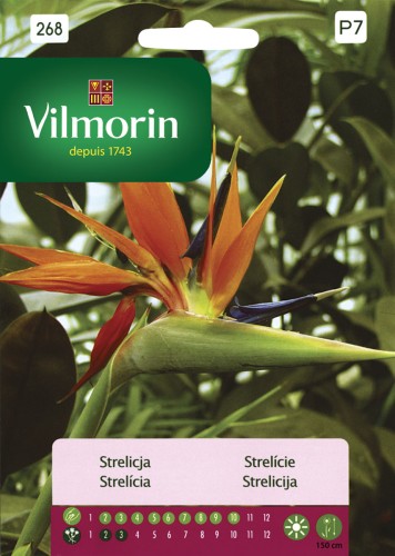 strelicja królewska 10 nasion Vilmorin